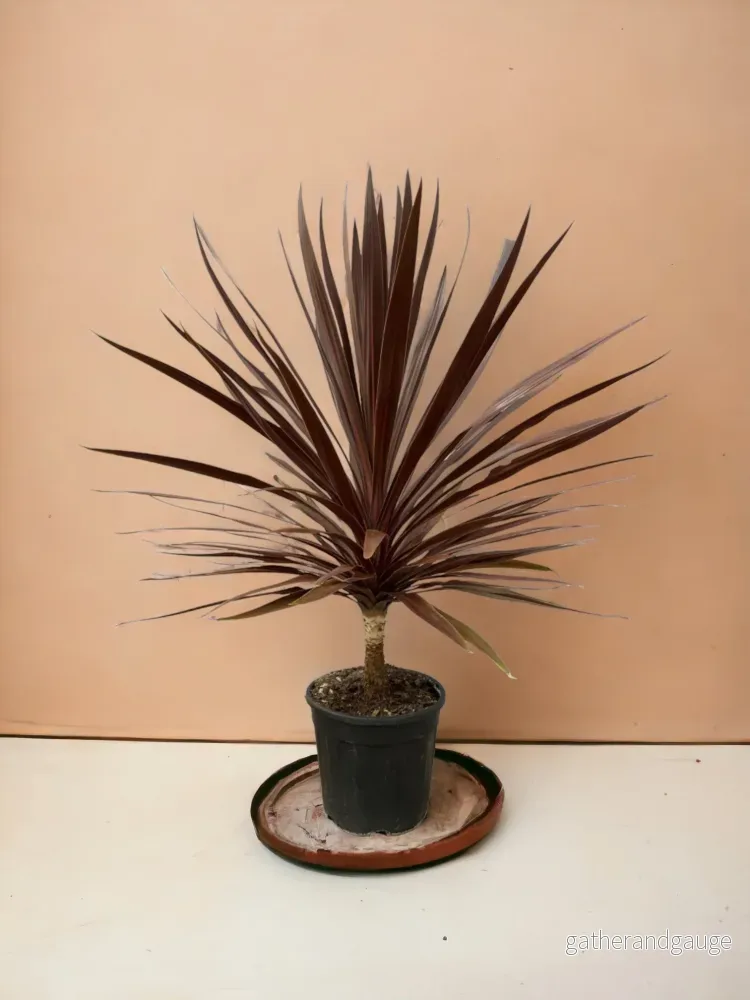 Cordyline Röd Stjärna Cordyline Röd Stjärna