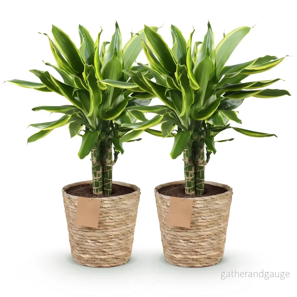 Dracaena Golden Coast – Set om 2 – Höjd 50-55 cm - Bild 3