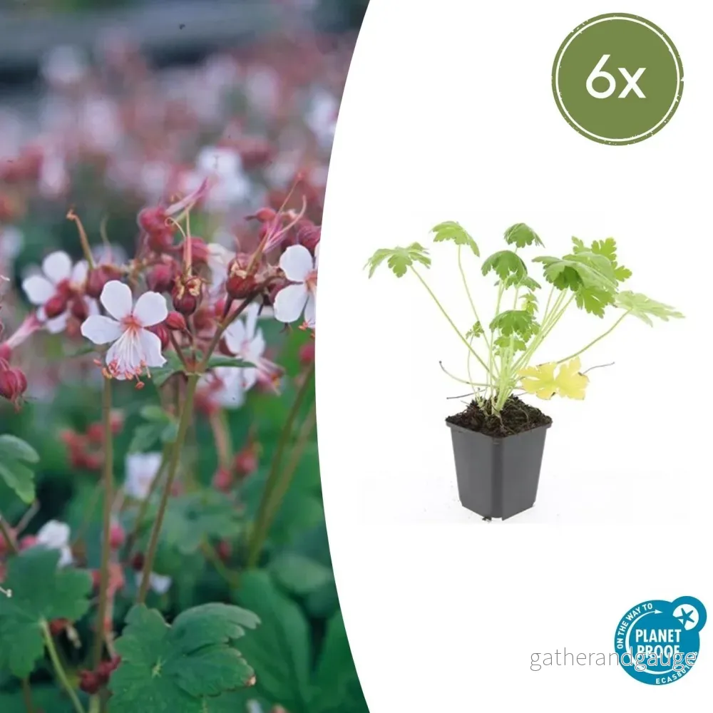 Storkranium Vivace (Geranium macrorrhizum) 'Spessart' - Bild 2