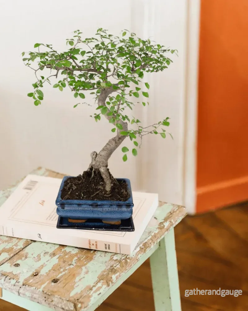Bonsai Bonsai
