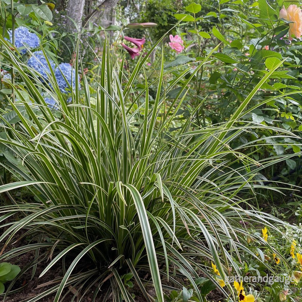 Japansk Starr (Carex morrowii) ’Ice Dance’
