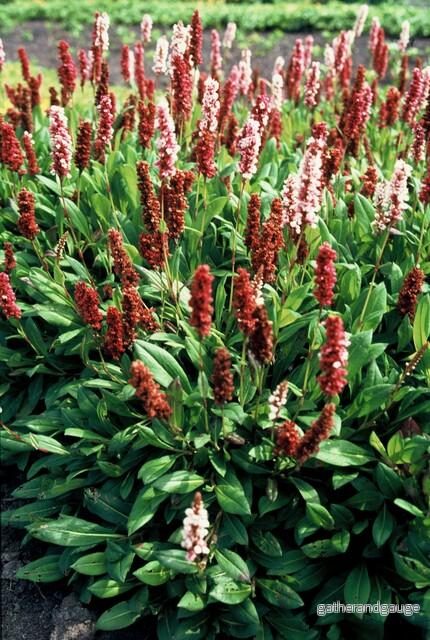 Kärleksört (Persicaria aff.) ’Darjeeling Red’