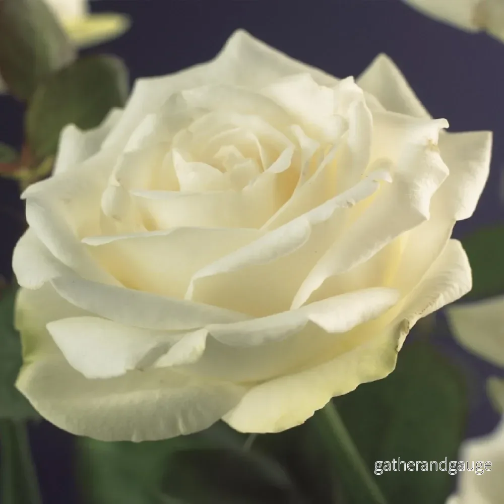 Klätterros (Rosa) 'White Climber' - Bild 3