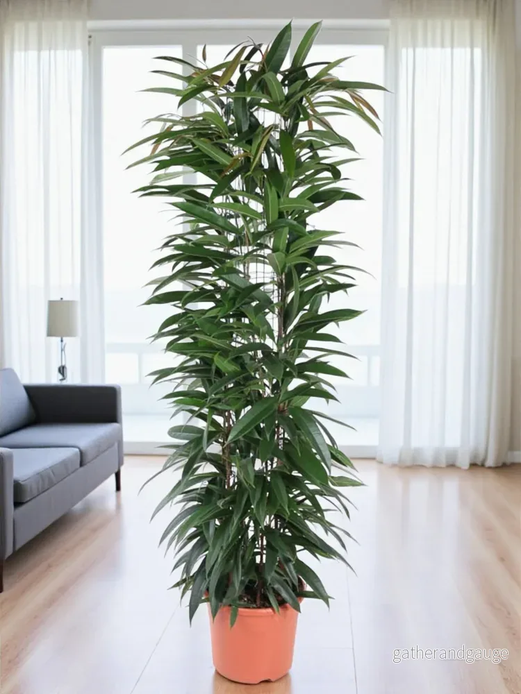 Ficus Alii King – 150 cm – ø29 Ficus Alii King – 150 cm – ø29