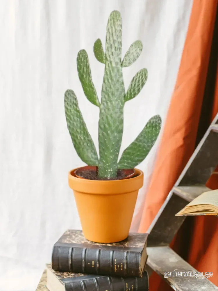 Opuntia Consolea