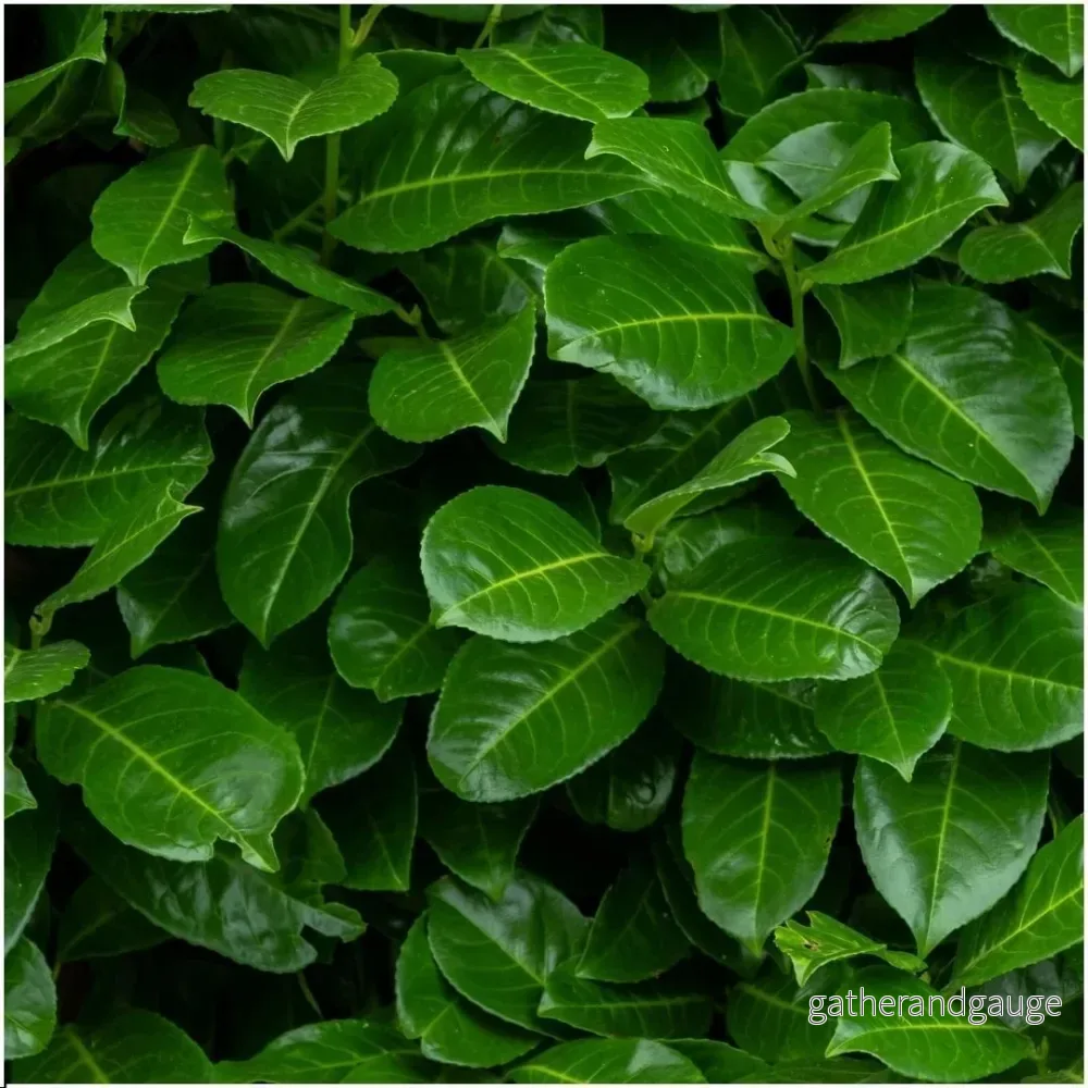 Prunus laurocerasus ’Rotundifolia’ – Set om 6
