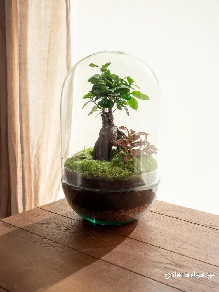 Terrarium - Rio