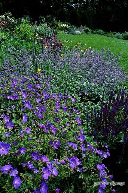 Storkäx Vivace (Geranium) 'Johnson's Blue' - Bild 3