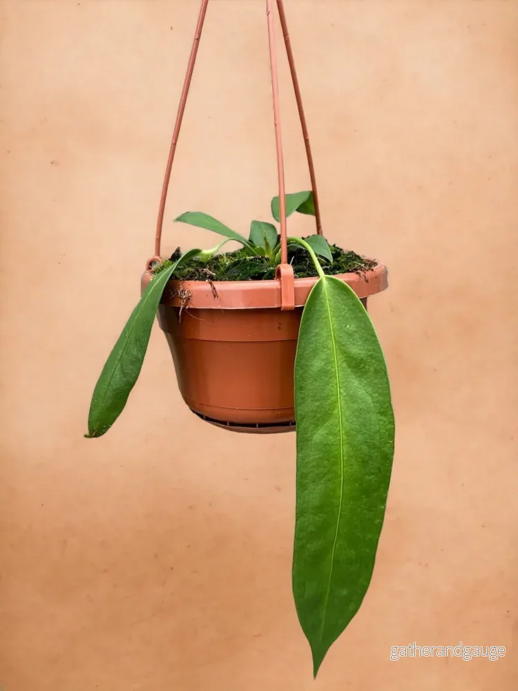 Anthurium Wendlingeri Anthurium Wendlingeri