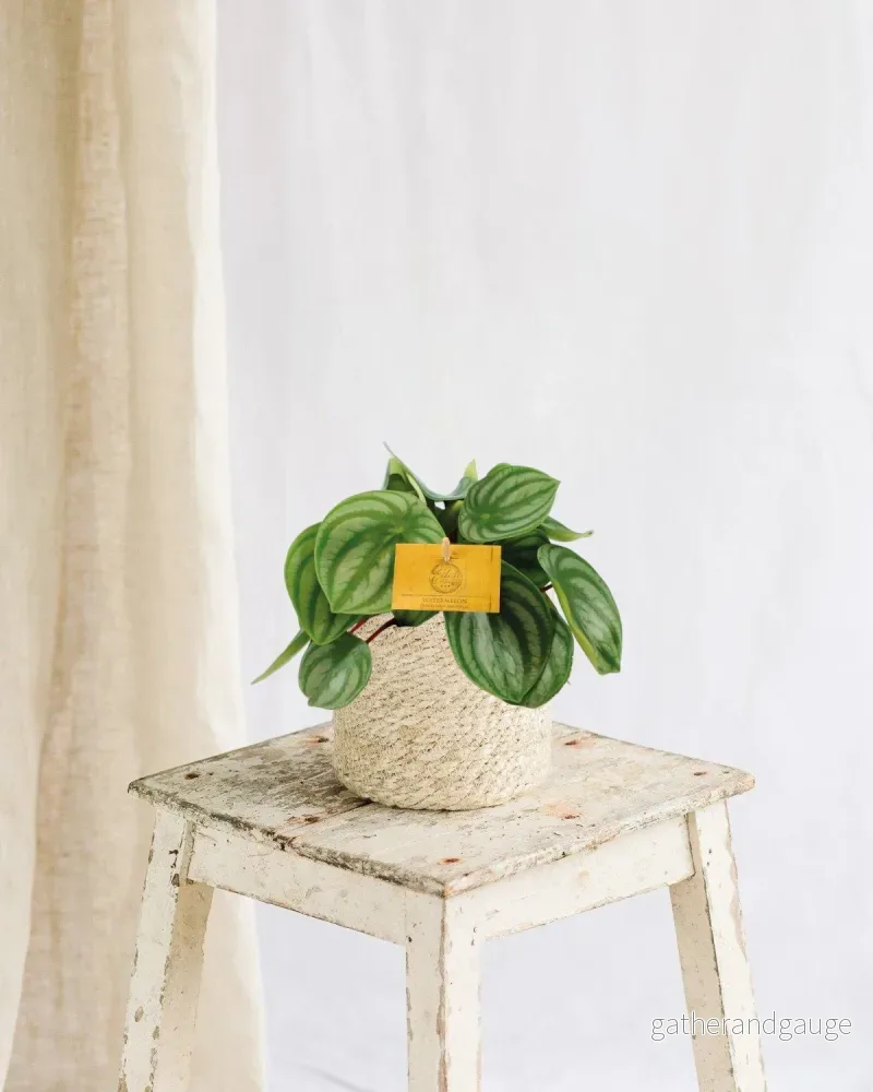 Peperomia Argyreia Peperomia Argyreia