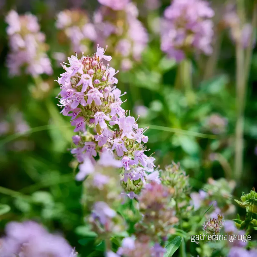 Timjan Vanlig (Thymus vulgaris) ’Thymus vulgaris’ Timjan Vanlig (Thymus vulgaris) ’Thymus vulgaris’