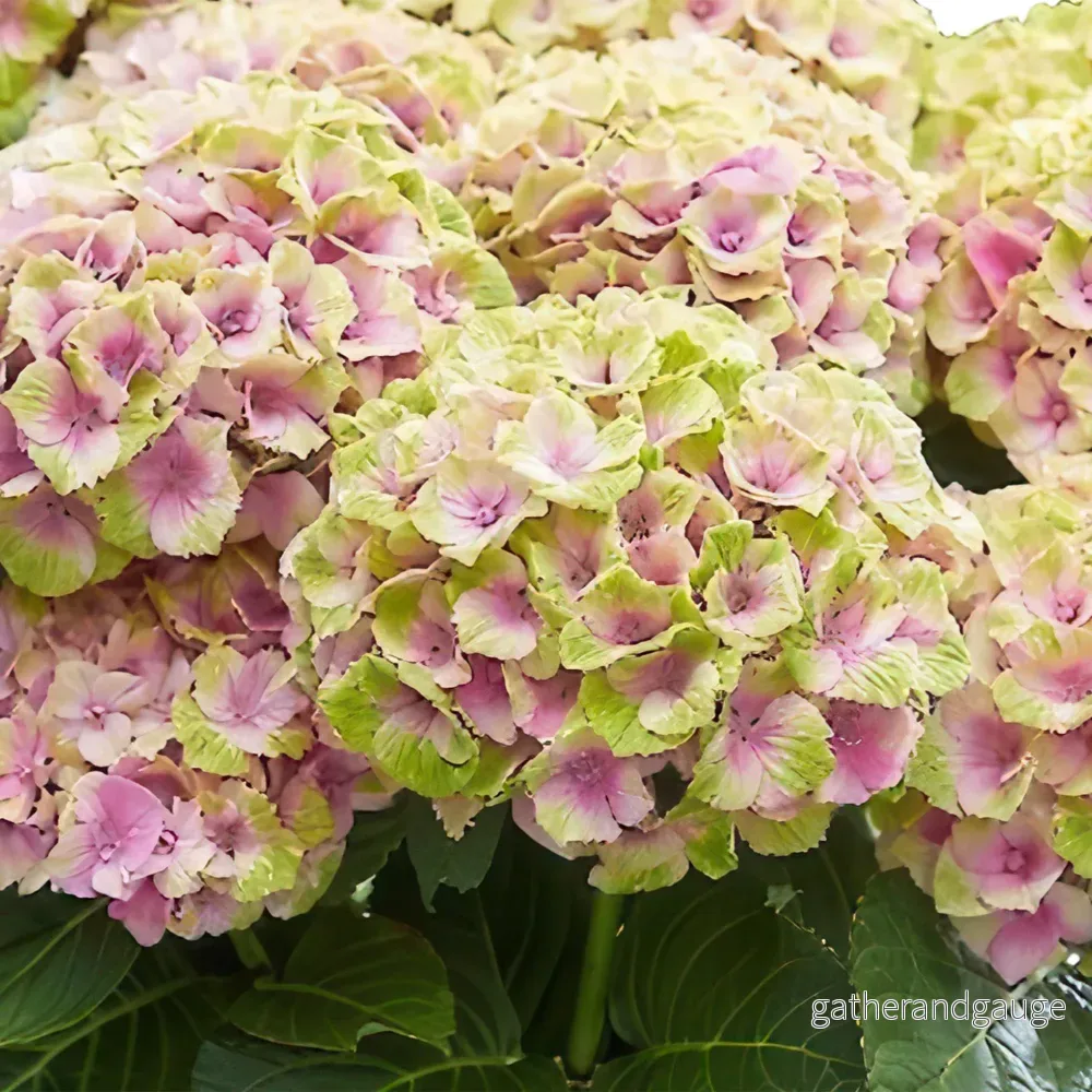 Hortensia (Hydrangea macrophylla) 'Rose Bijou'