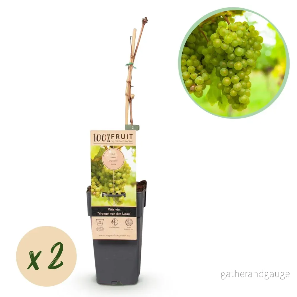 Vinstocken (Vitis Vinifera) 'Vroege Van Der Laan' - Bild 2