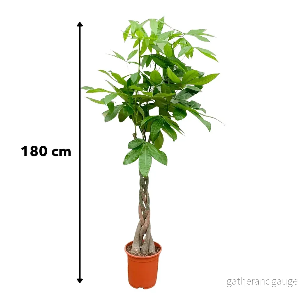 Pachira Aquatica flätad - 160cm - ø27 - Bild 3