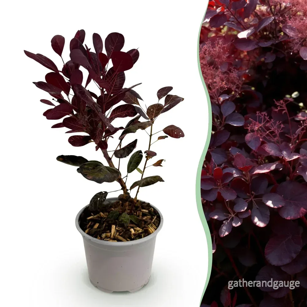 Perukträd (Cotinus coggygria) 'Lilla' - Bild 2