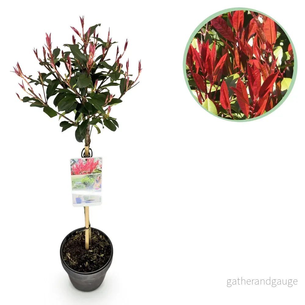 Photinia (Photinia x Fraseri) 'Carré Rouge' - Bild 2