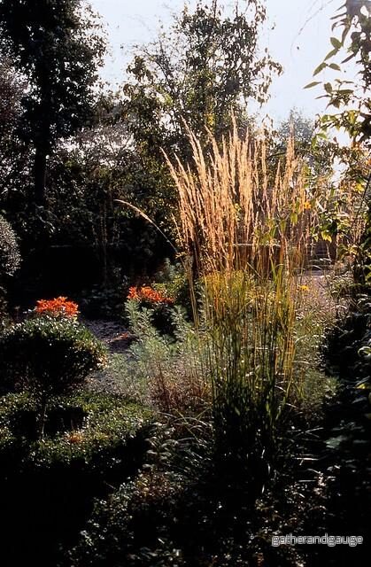 Calamagrostis Akutflora (Calamagrostis x acutiflora) 'Karl Foerster'