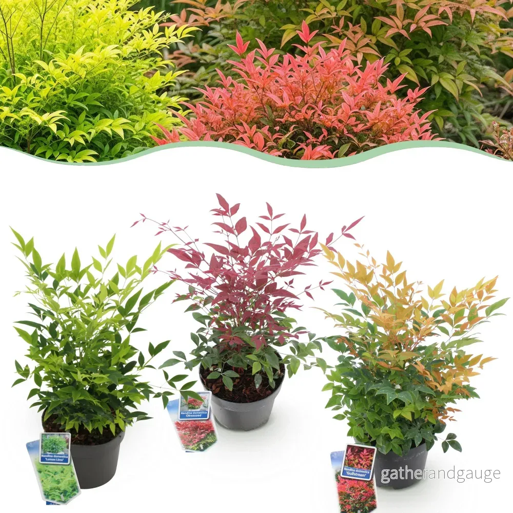 Heligt bambu (Nandina domestica) 'Tricolor' - Bild 2