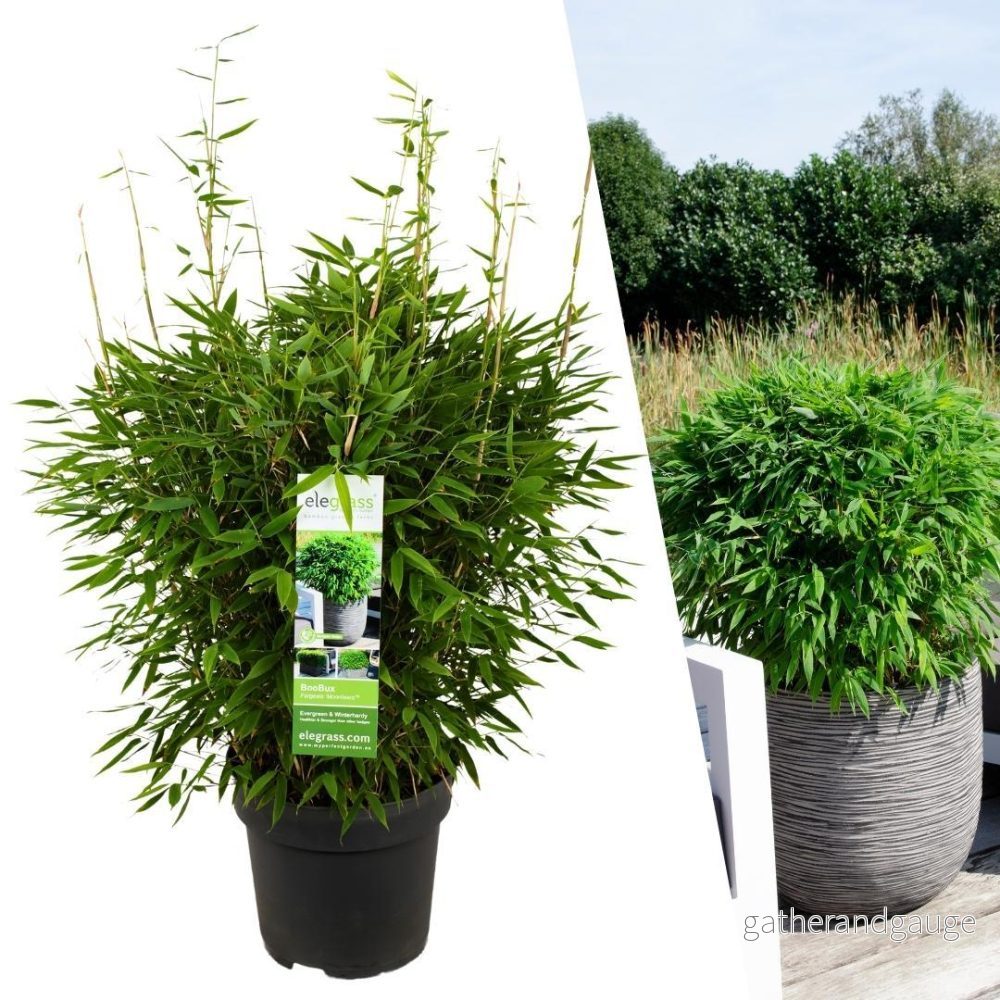 Bamboo Fargesia 'Moontears' Kruka Ø 29 cm - Bild 2