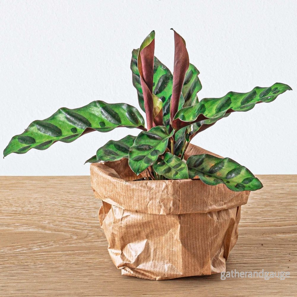 Calathea Lancifolia - Bild 2