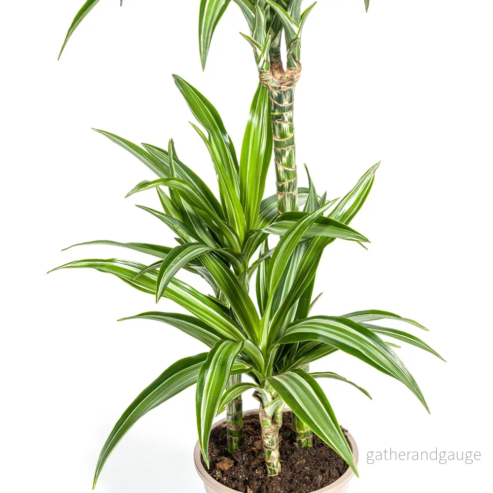 Dracaena Deremensis White Stripe met mand Ø21cm - ↕90 - 110cm - Bild 2
