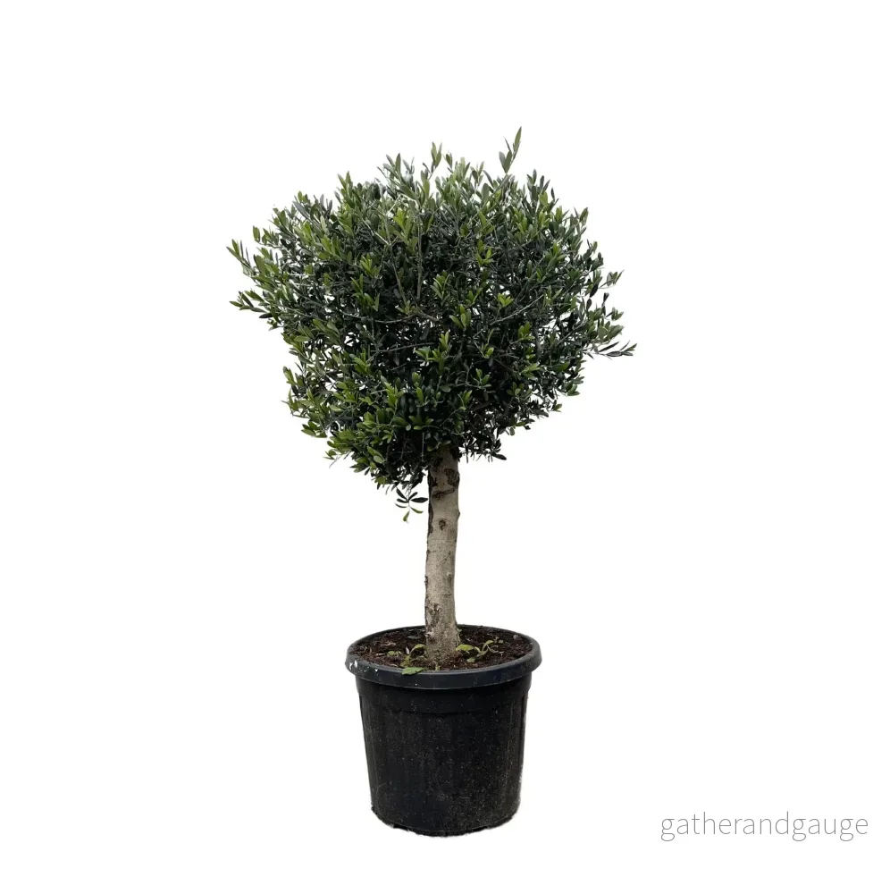 Olivier Olea Europaea h180cm Olivier Olea Europaea h180cm