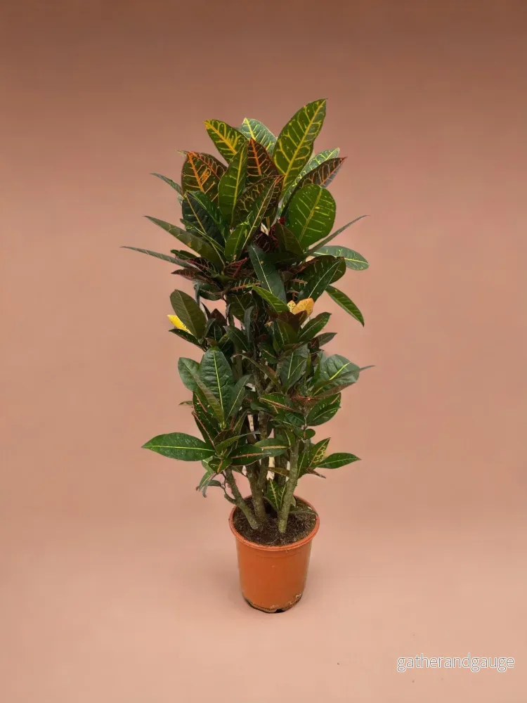 Codiaeum croton Petra - Bild 2