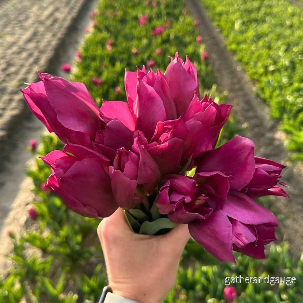 Gomera Tulip - 15 lökar