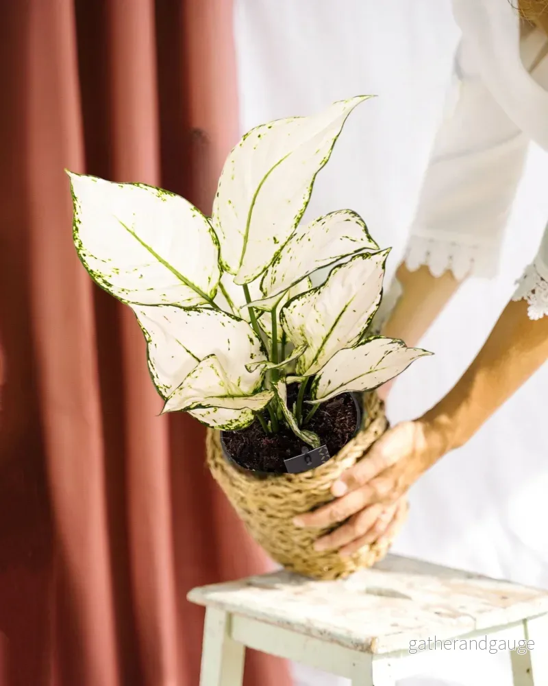 Aglaonema White Joy Aglaonema White Joy