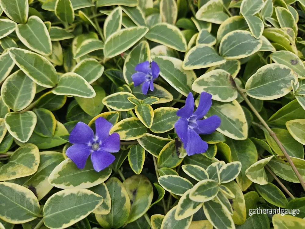 Liten Vintergröna (Vinca minor) 'Aureovariegata'