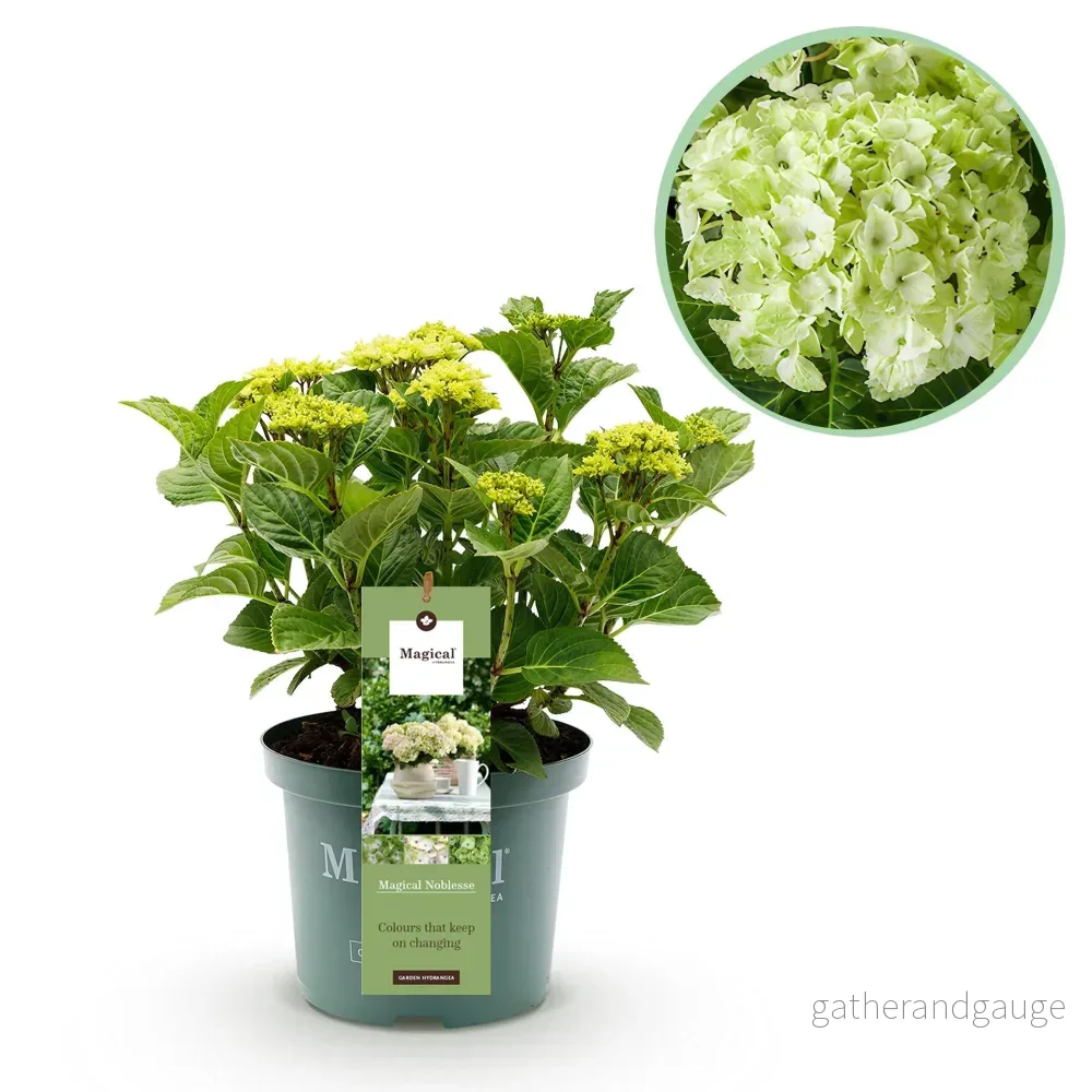 Hortensia (Hydrangea macrophylla) 'Magical Noblesse' - Bild 2