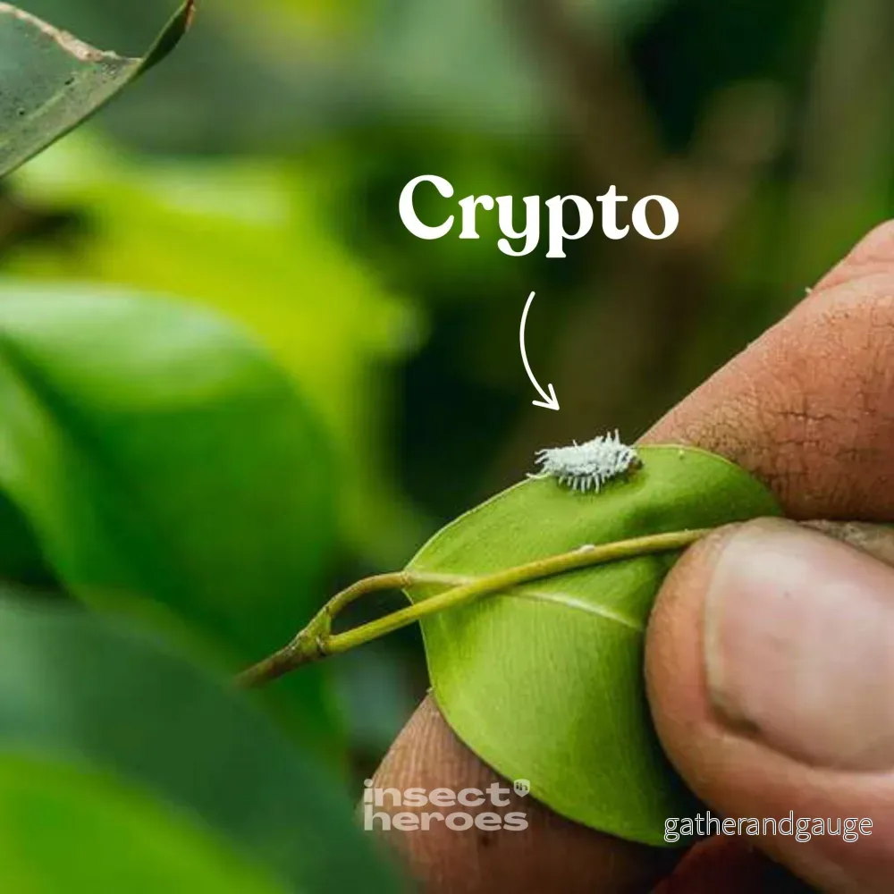 Crypto – mot ullöss Crypto – mot ullöss