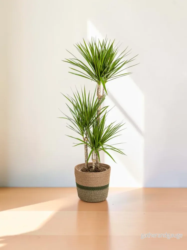 Dracaena Marginata Green met mand Ø21cm – ↕110 – 130cm