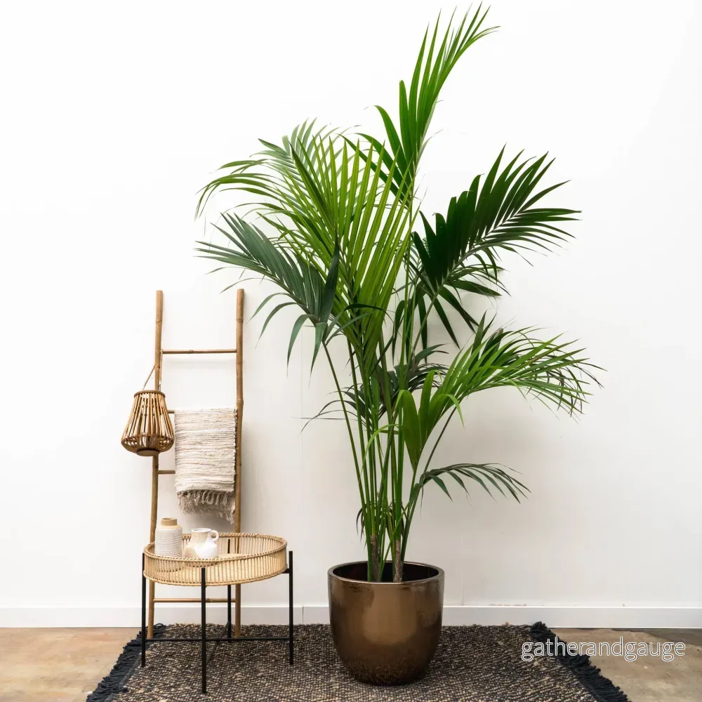 Kentia palm - 230 cm - ø38 - Bild 3