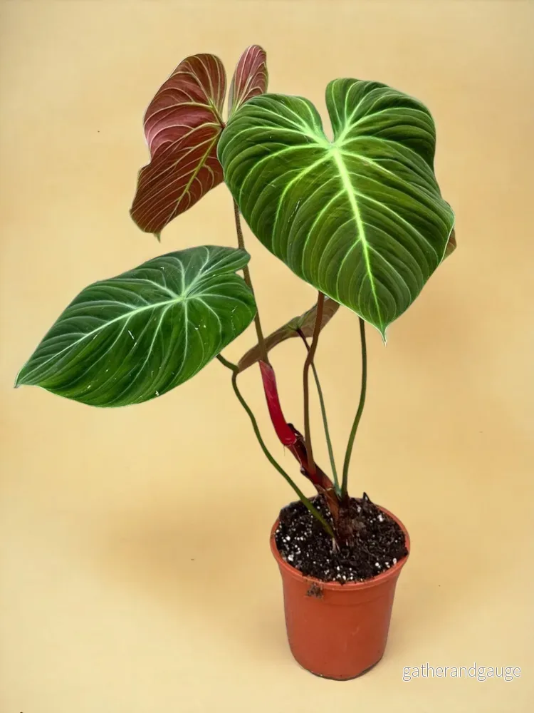 Philodendron El Choco Red d19 Philodendron El Choco Red d19