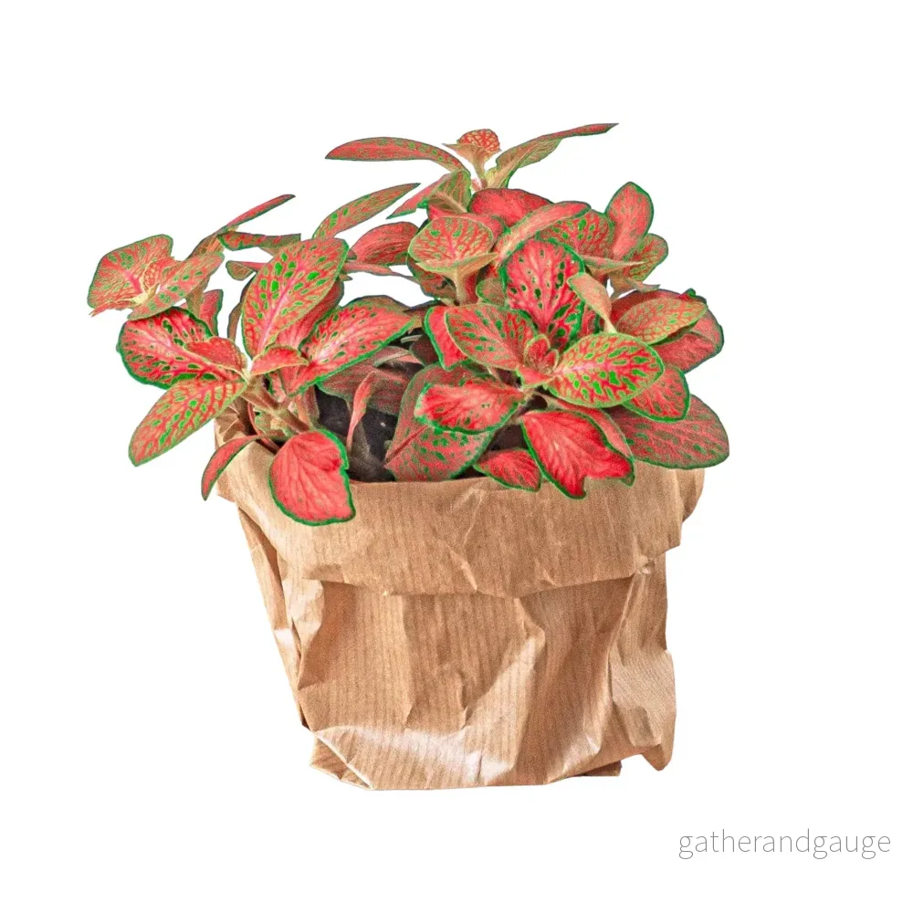 Röd fittonia