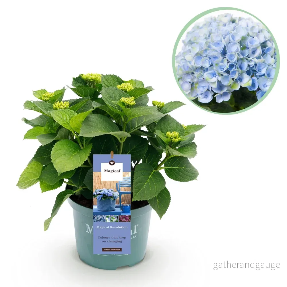Hortensia (Hydrangea Macrophylla) 'Magical Revolution Blue' - Bild 2