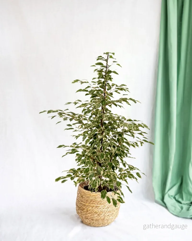Ficus benjamina Twilight h95cm Ficus benjamina Twilight h95cm