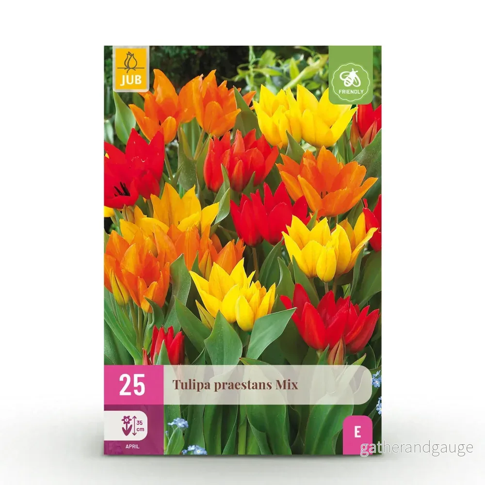 Green boutiQ – Bloembollen – Tulp Praestans mix – Diversen Kleuren – 25 stuks – Bolmaat 8/9 – XXL Pack