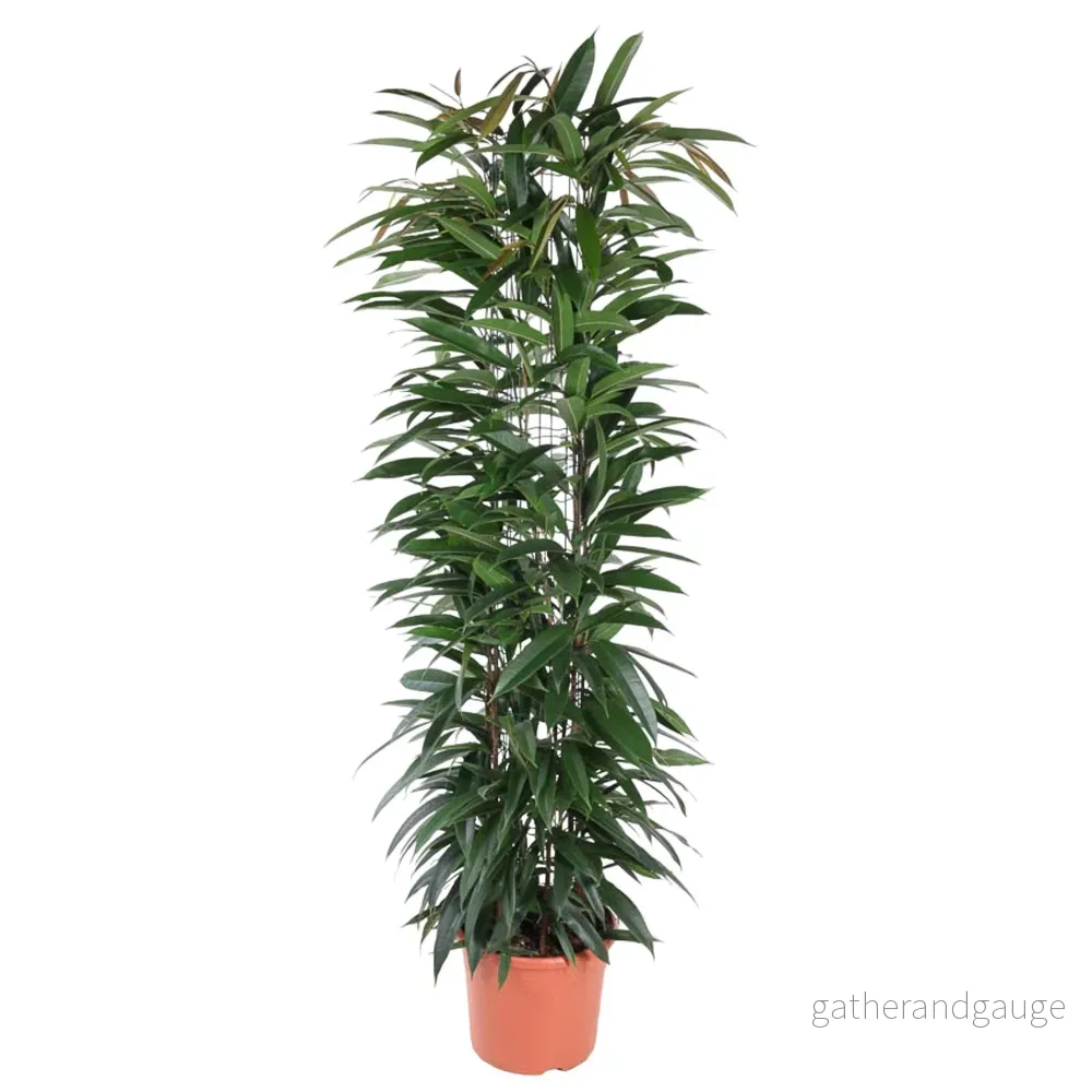 Ficus Alii King - 150 cm - ø29 - Bild 3