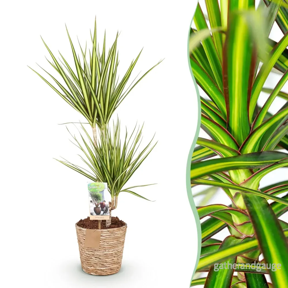 Dracaena Sunray och korg - Bild 3