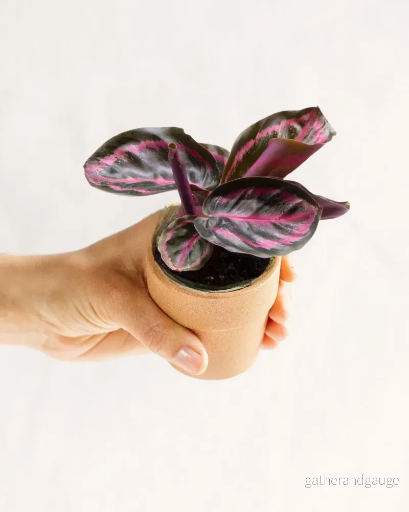 Mini Calathea Roseopicta Mini Calathea Roseopicta