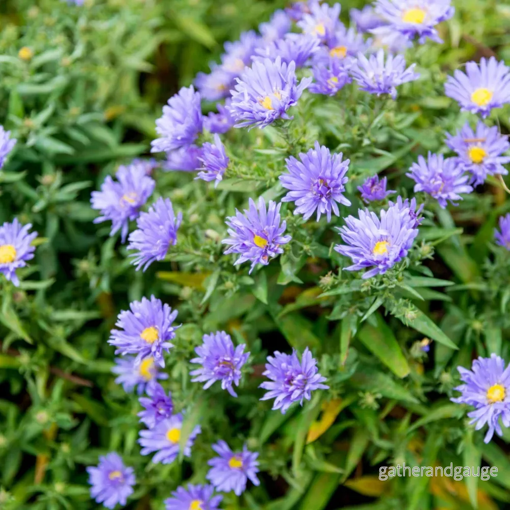 Aster (Aster × Frikartii) 'Frikarti' - Bild 3