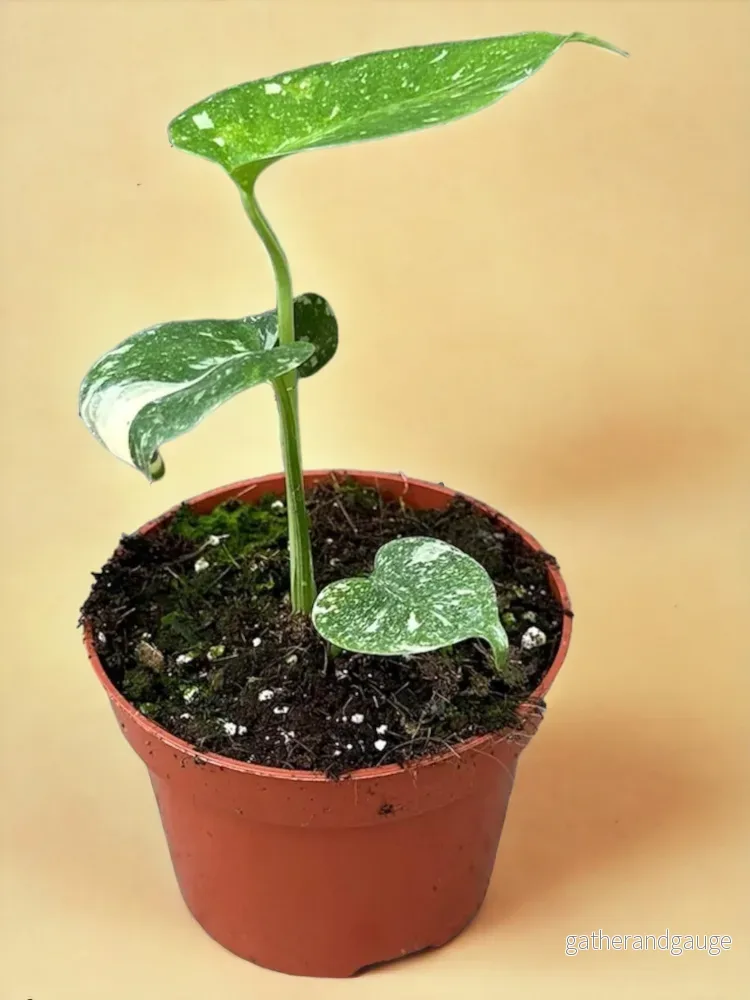 Monstera Deliciosa Thai Constellation Monstera Deliciosa Thai Constellation