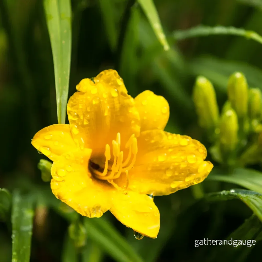 Daglilja (Hemerocallis) ’Stella De Oro’