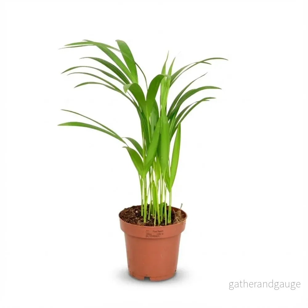 Areca Dypsis Lutescens - Bild 2