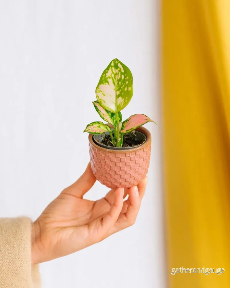 Mini Aglaonema Rosa Mini Aglaonema Rosa