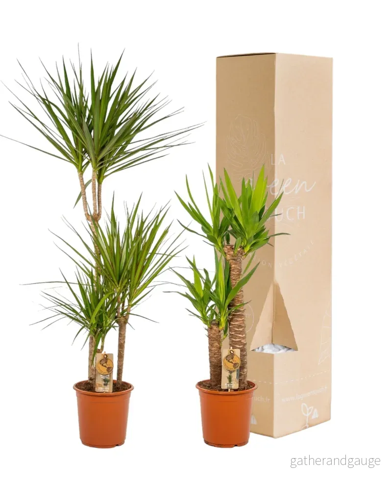 Yucca, Dracaena box – Set med 2 plantor Yucca, Dracaena box – Set med 2 plantor