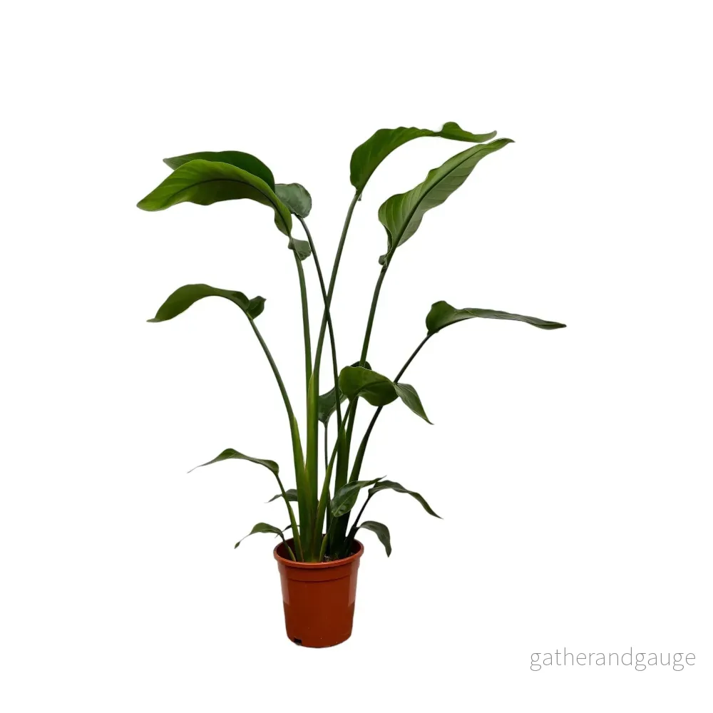 Strelitzia Nicolai - 100 cm - ø17 - Bild 3
