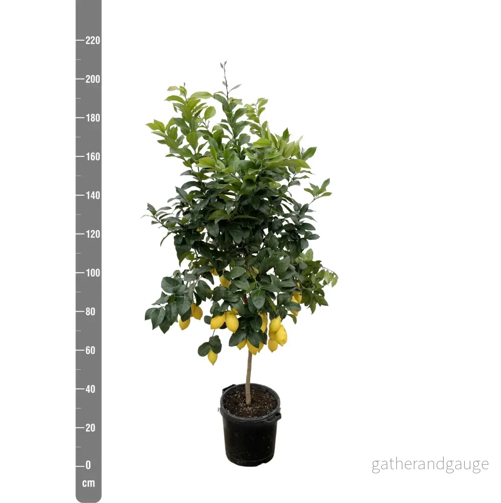 Citrus Citron - 200cm - ø40 - Bild 2